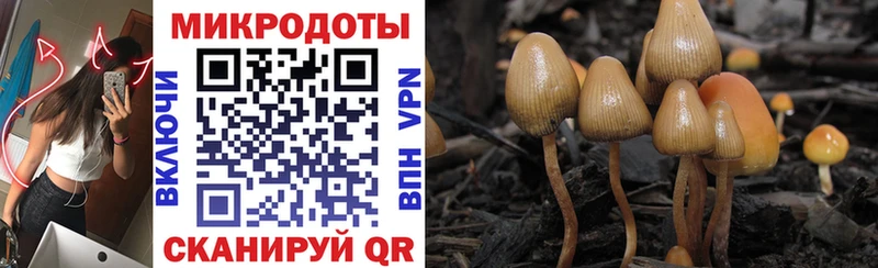 Псилоцибиновые грибы прущие грибы Пойковский